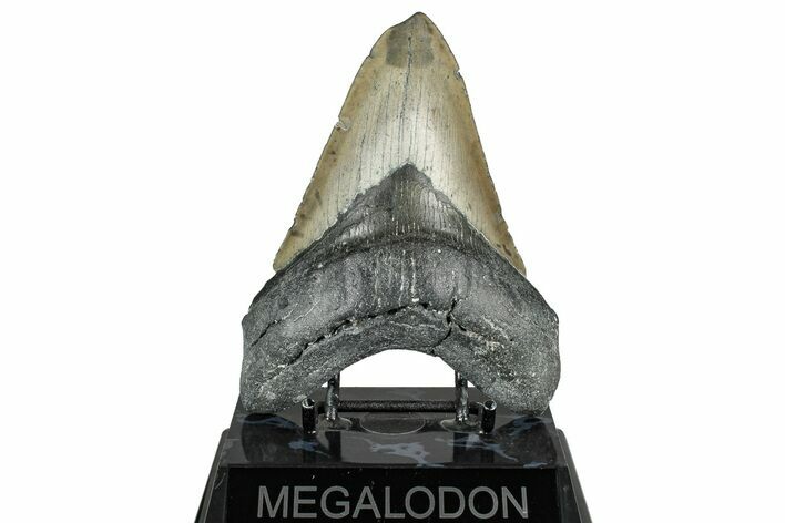 Fossil Megalodon Tooth - North Carolina #358921